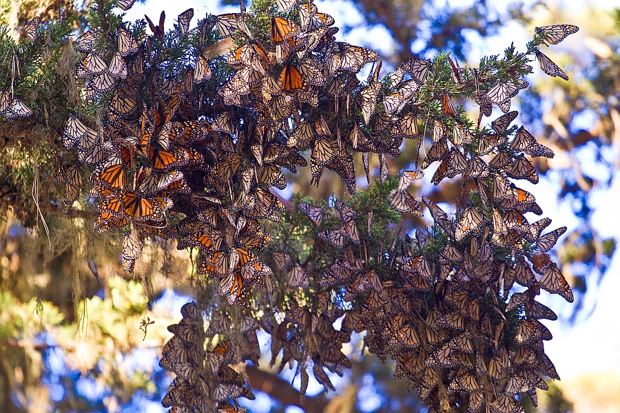 monarch-migration